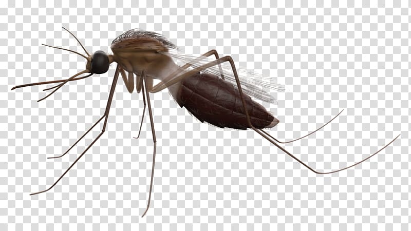 Mosquito Insect K2 Anthony McPartlin, mosquito transparent background PNG clipart