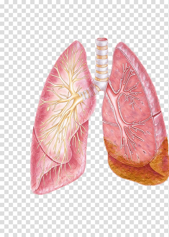 Non-small cell lung cancer Bronchus, others transparent background PNG clipart