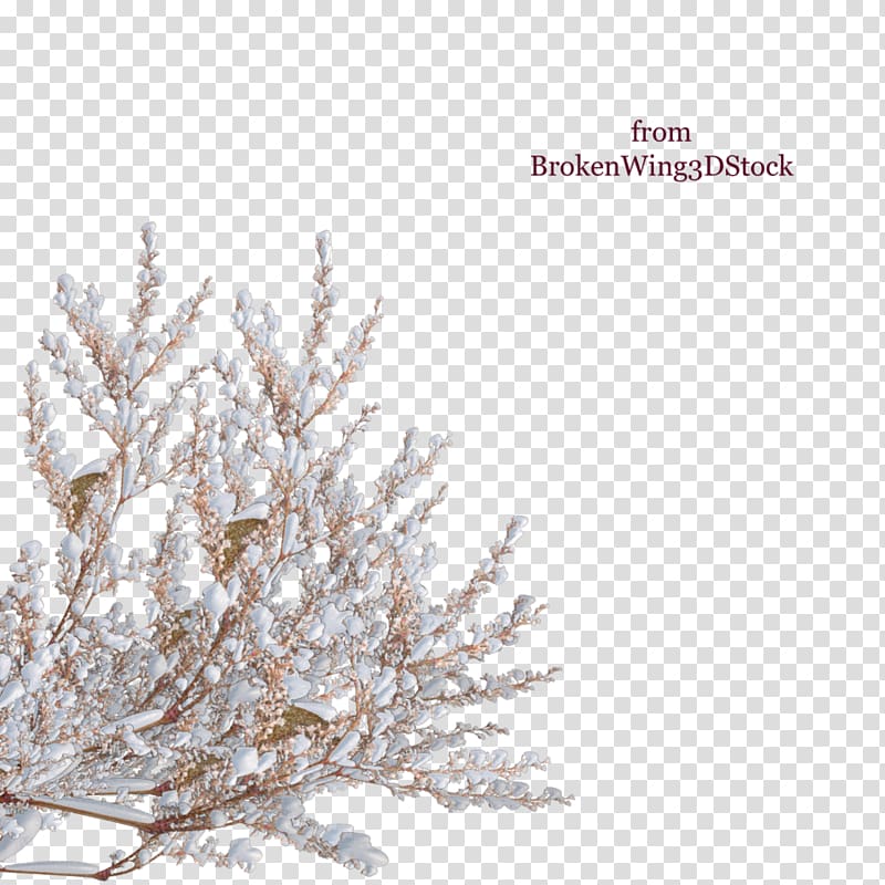 Tree Shrub Winter Branch, snow top transparent background PNG clipart