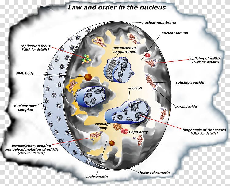 Cell nucleus Euchromatin Heterochromatin DNA replication, cancer cell germ map transparent background PNG clipart