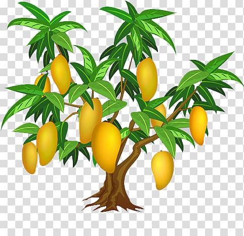 How to draw mango tree : r/drawing-saigonsouth.com.vn