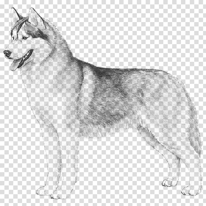 The Siberian husky Boxer Puppy, puppy transparent background PNG clipart
