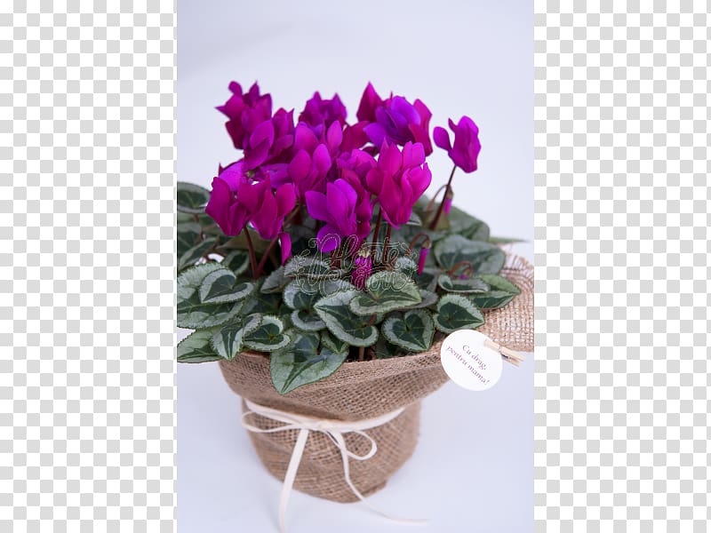 Cyclamen Flowerpot Cut flowers Houseplant, flower transparent background PNG clipart