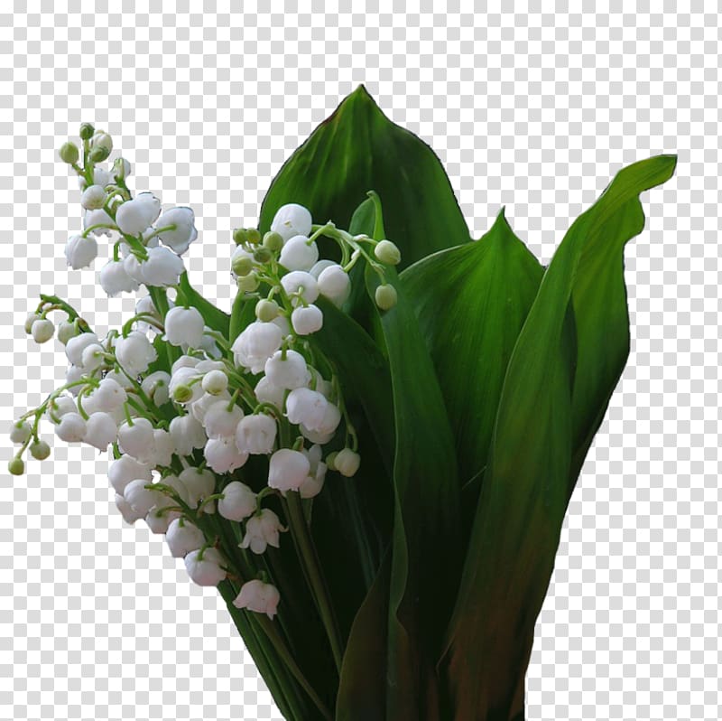 Floral design Cut flowers 1 May Lily of the valley, flower transparent background PNG clipart