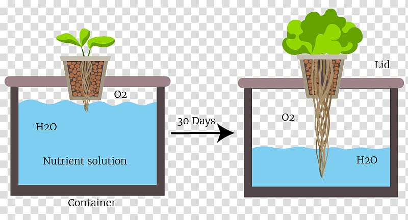 Passive hydroponics Deep water culture Gardening Organic hydroponics, others transparent background PNG clipart