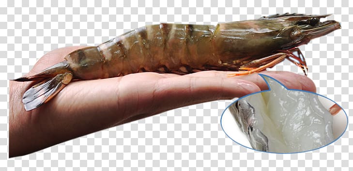 Lobster Giant tiger prawn Seafood, The hands of the Vietnamese black tiger shrimp imports transparent background PNG clipart
