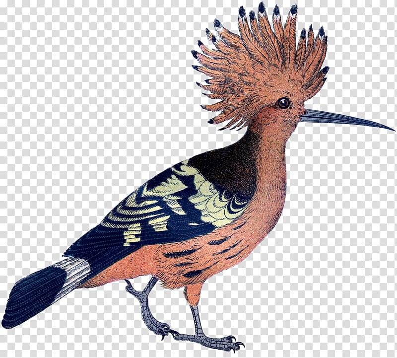 Galliformes Feather Crest Beak Fauna, pink bird transparent background PNG clipart