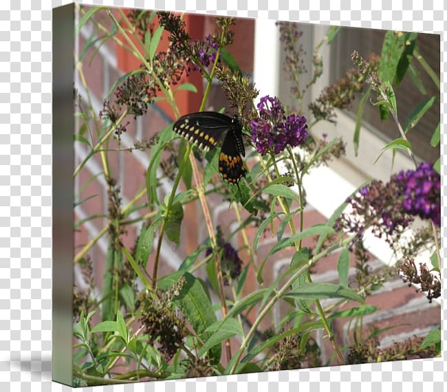 Flora Fauna Herb Flower, buddleja transparent background PNG clipart