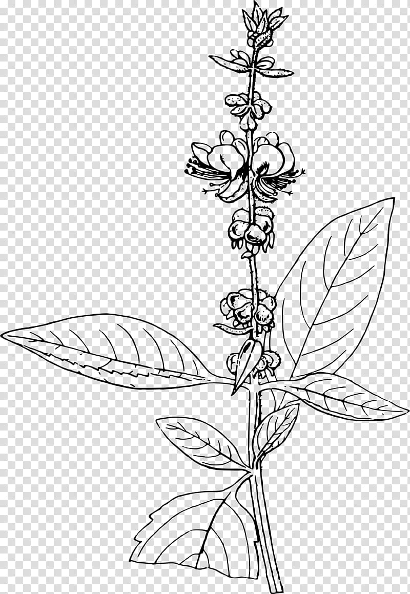 Basil Thirty-five Years in the East: Adventures, Discoveries, Experiments, and Historical Sketches, Relating to the Punjab and Cashmere; in Connection with Medicine, Botany, Pharmacy, &c Line art Drawing , basil transparent background PNG clipart