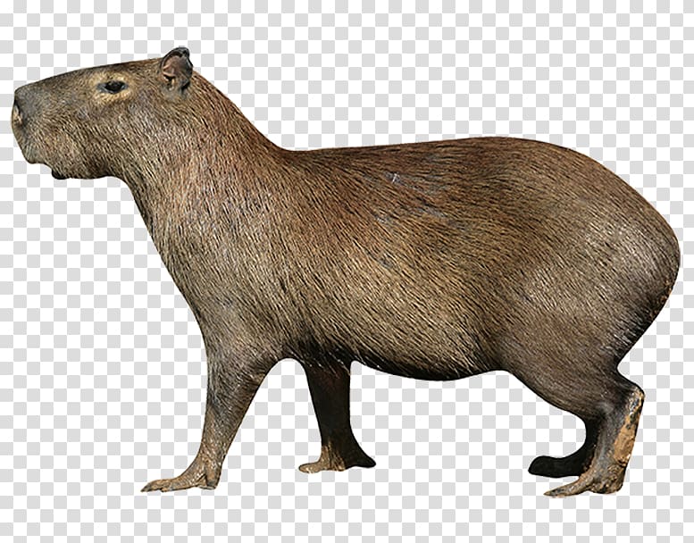 Capybara Deer Rodent Northern Pudu , deer transparent background PNG clipart