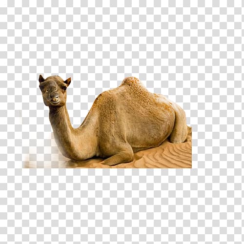 Dromedary Bactrian camel Desert, camel transparent background PNG clipart