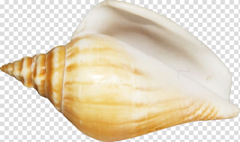 Seashell Conchology Shankha, seashell transparent background PNG clipart