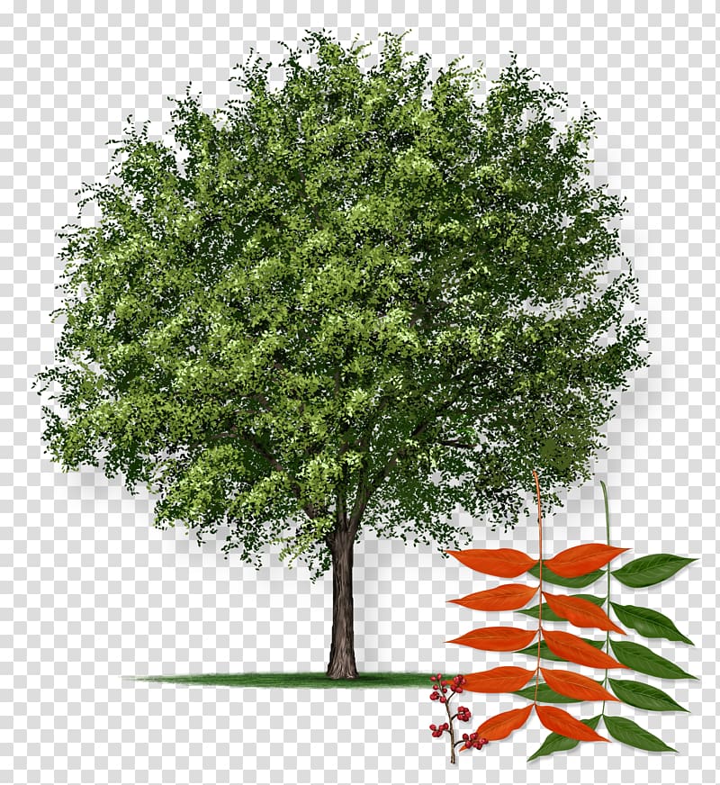 Pistacia chinensis Northern Red Oak Pistachio Tree farm, pistachio transparent background PNG clipart