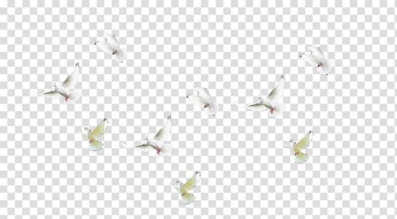Angle Petal Pattern, pigeon transparent background PNG clipart