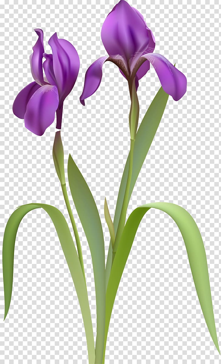 Irises , others transparent background PNG clipart
