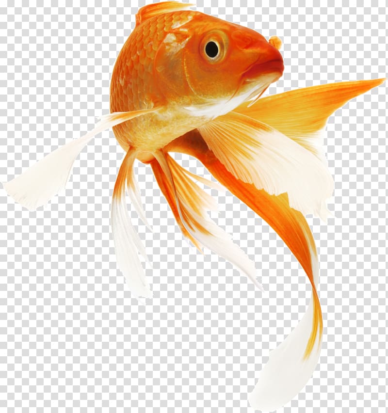 goldfish illustration, Koi Goldfish Siamese fighting fish Carp, fish transparent background PNG clipart