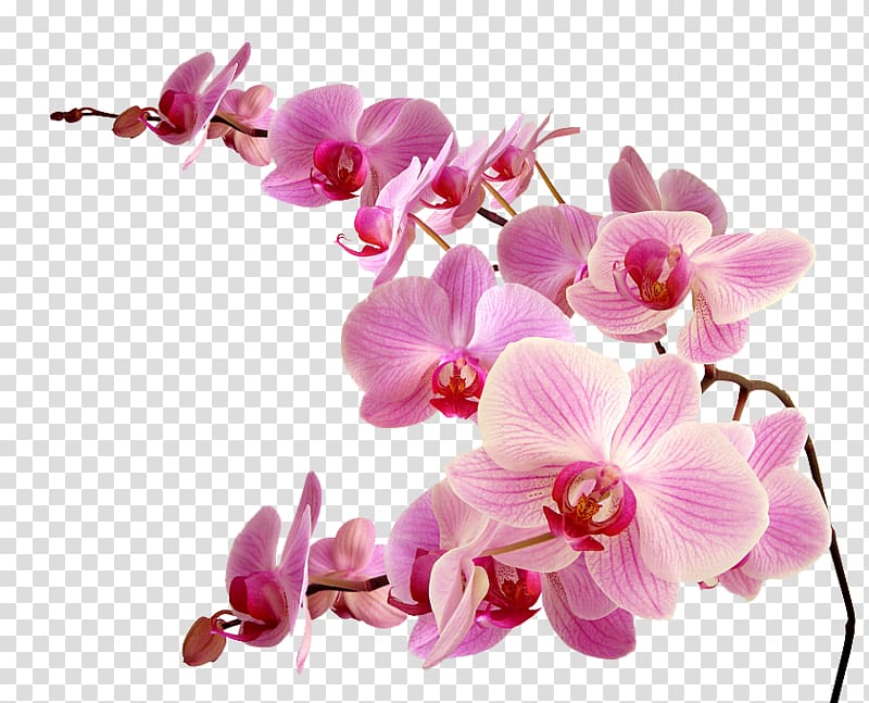 pink orchid flower transparent background PNG clipart