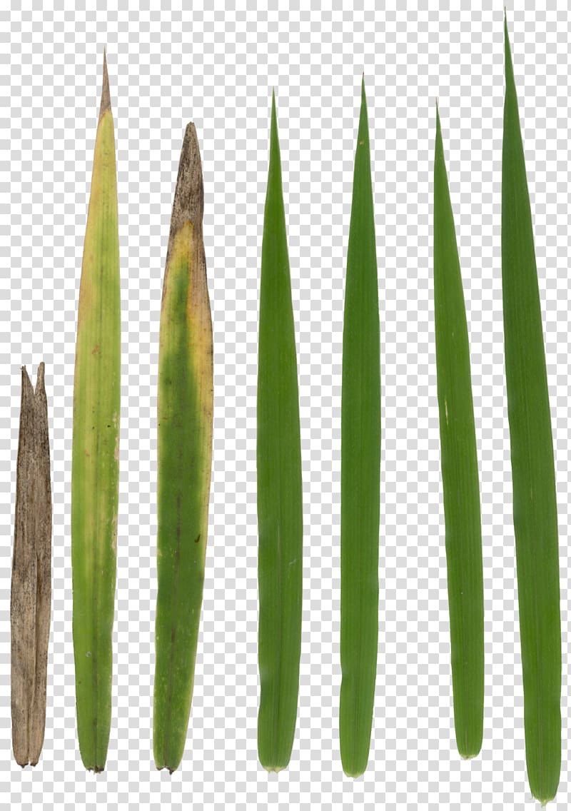 green grasses, Texture mapping Alpha compositing Rendering, grass transparent background PNG clipart