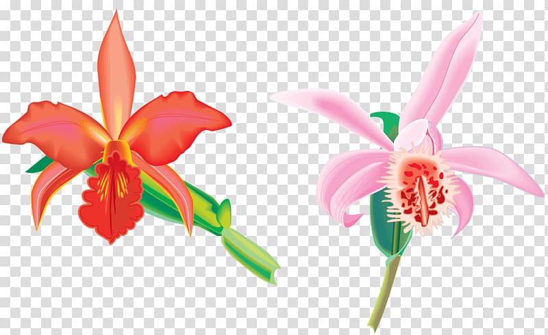 Animation Drawing , jasmine flower transparent background PNG clipart