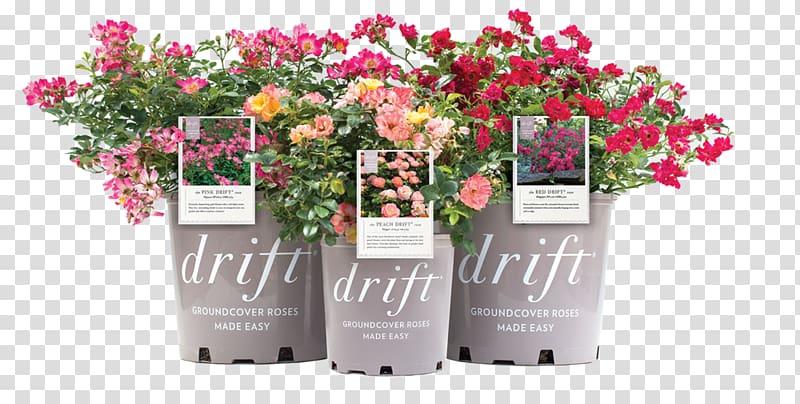 Rose Floral design Groundcover Cut flowers, drift roses slope transparent background PNG clipart