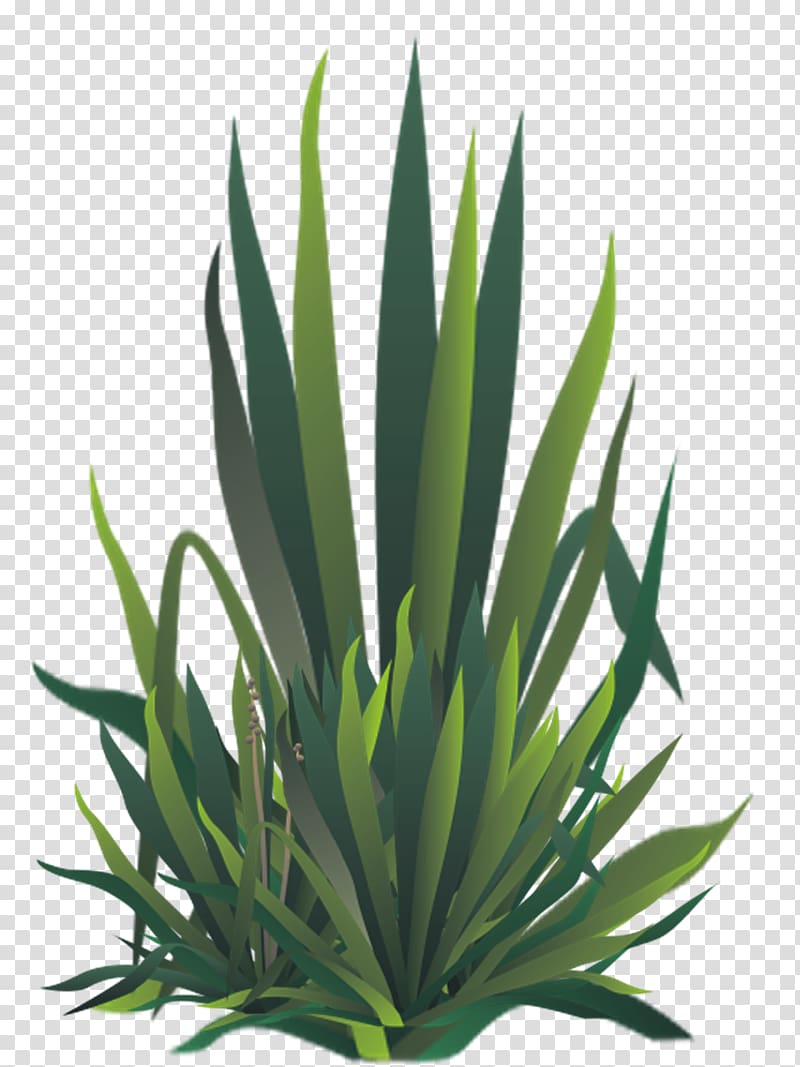 Agave azul Embryophyta Grasses BZFlag Aloe vera, creative slate transparent background PNG clipart