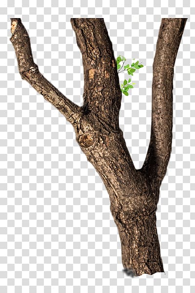 dry trees transparent background PNG clipart