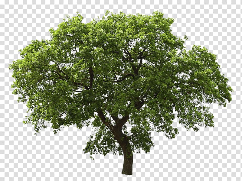green leafed tree, Tree Oak, Tree transparent background PNG clipart