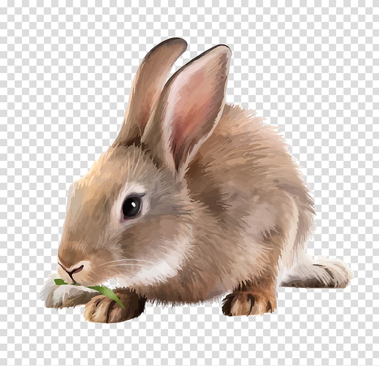 White Rabbit Mountain hare Running, 3d dog transparent background PNG clipart