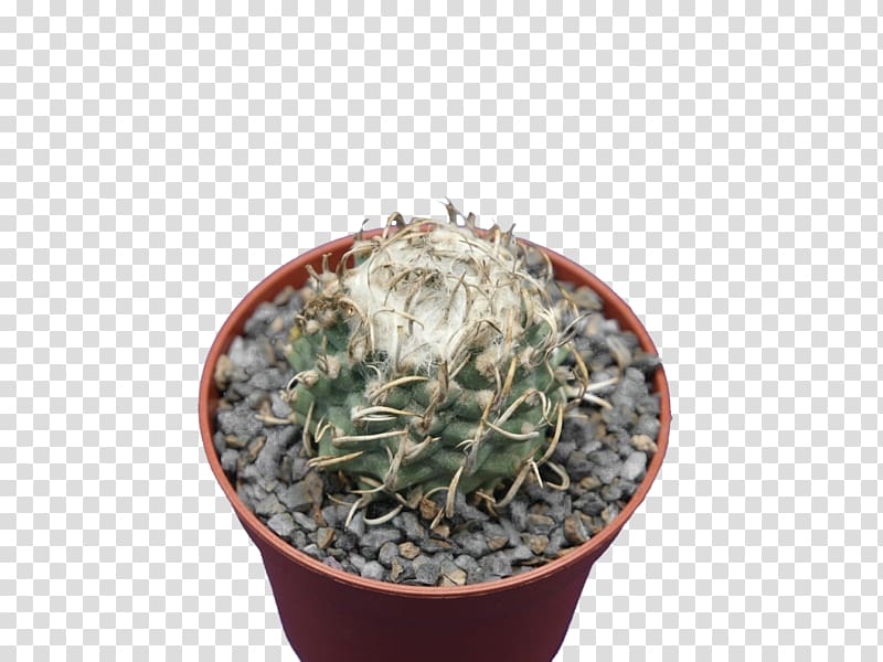 Citroën Cactus M Flowerpot Houseplant, sansevieria transparent background PNG clipart