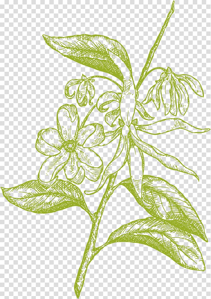 Cananga odorata , drawing plant transparent background PNG clipart