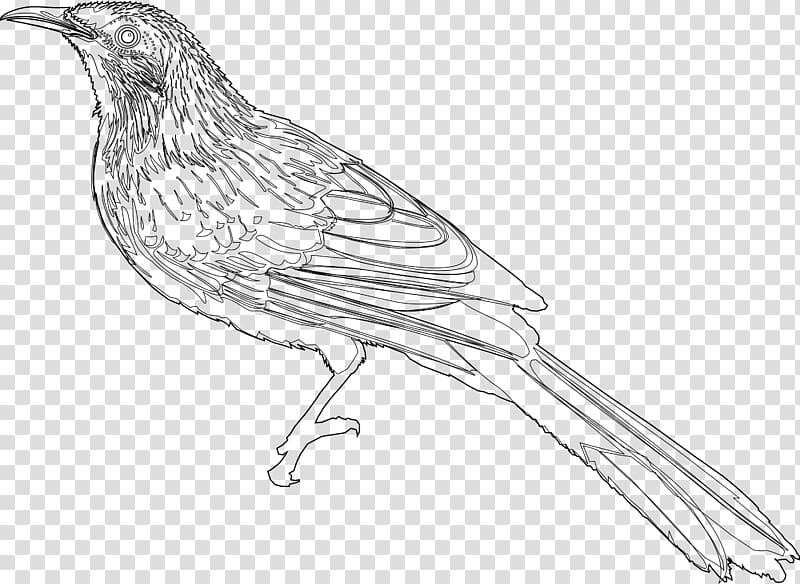 Little wattlebird Drawing Line art Sketch, wattle transparent background PNG clipart