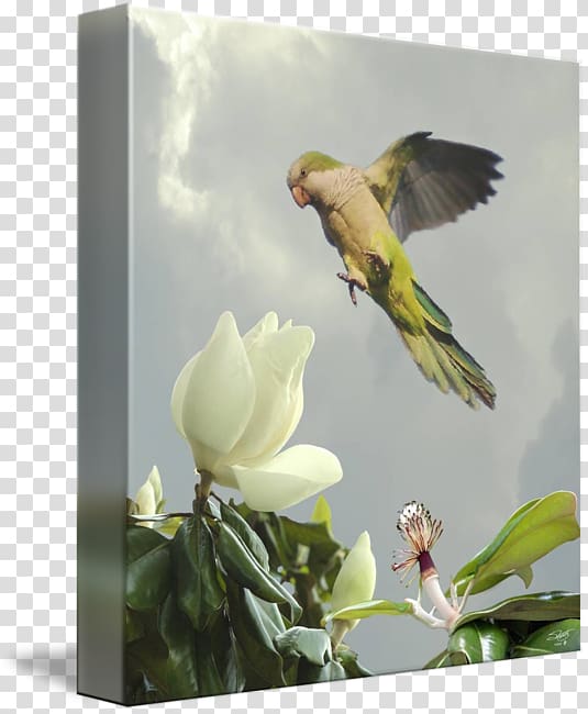 Finches Parrot Flora Fauna Gallery wrap, Magnolia tree transparent background PNG clipart