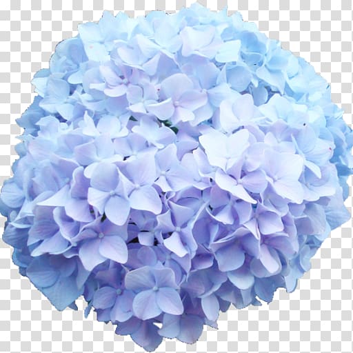 French hydrangea Cut flowers Blue rose, flower transparent background PNG clipart