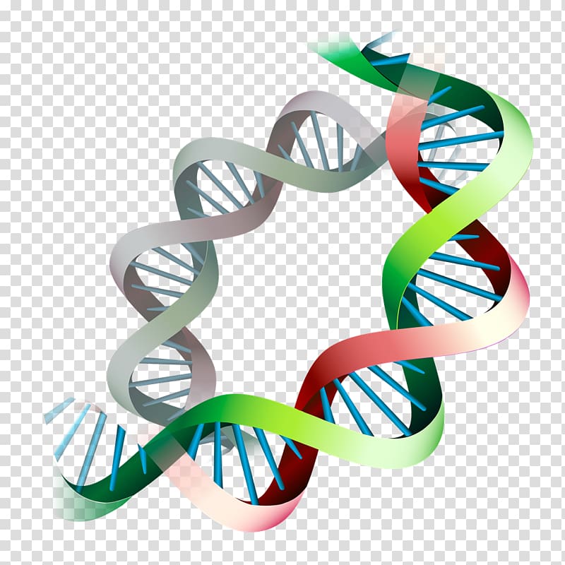 Epigenetics Gene expression Epigenome DNA, longevity transparent ...