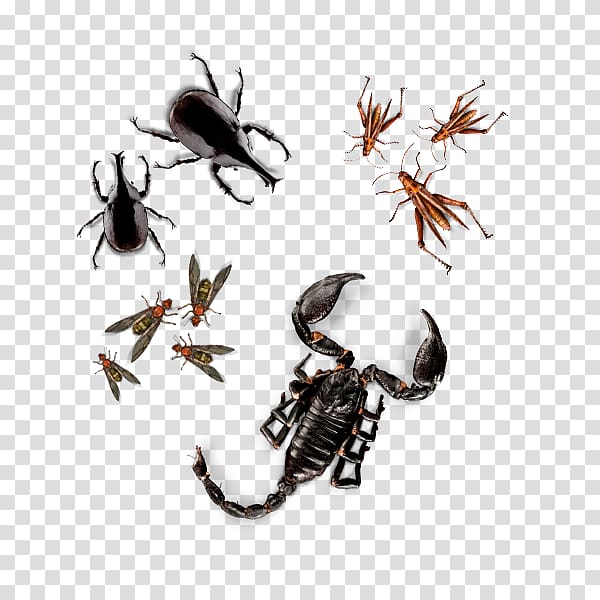 Insect Queen ant Weaver ant Food Larva, insect transparent background PNG clipart