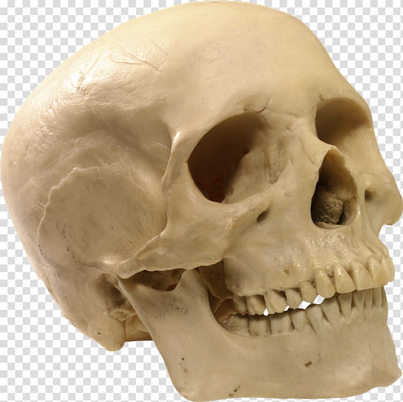 Human skull Human skeleton, skull transparent background PNG clipart