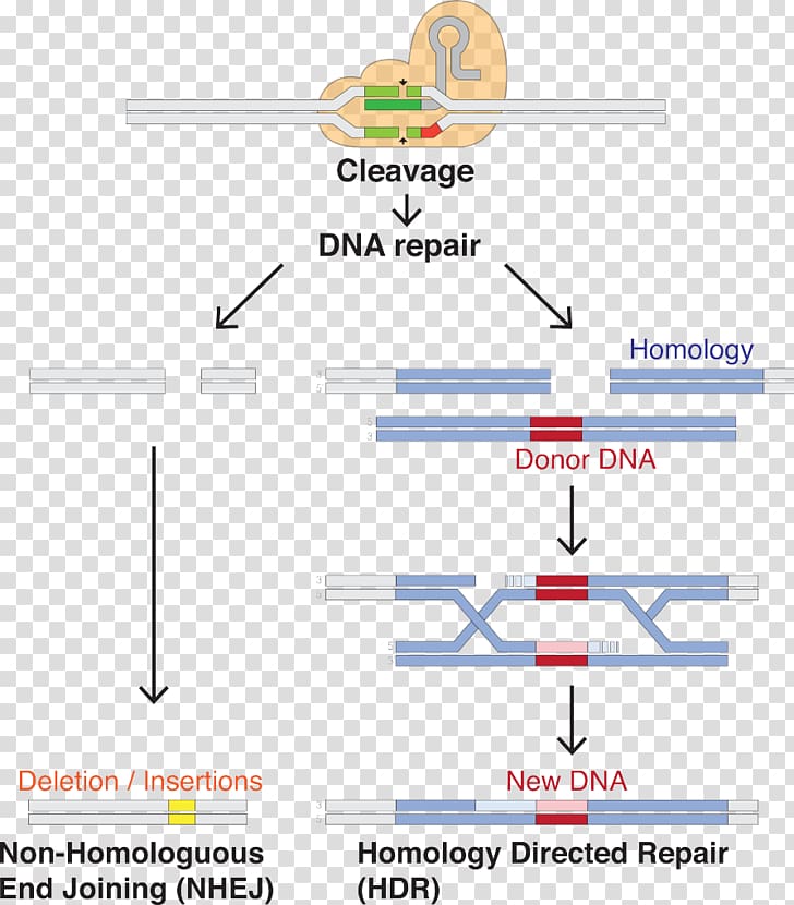 CRISPR Guide RNA Cas9 Genome editing, transparent background PNG clipart