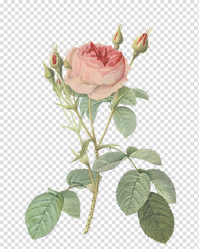 Les roses Redoute Rose Prints Botanical illustration, rose transparent background PNG clipart