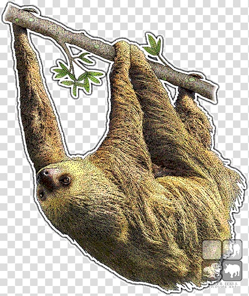 Hoffmann\'s two-toed sloth Brown-throated sloth Giant panda Animal, Cartoon sloth transparent background PNG clipart
