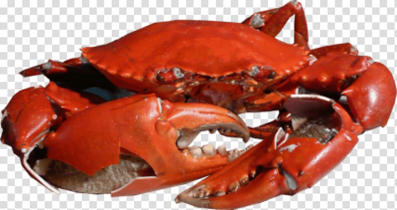 Crab Lobster Seafood Restaurant, crab transparent background PNG clipart