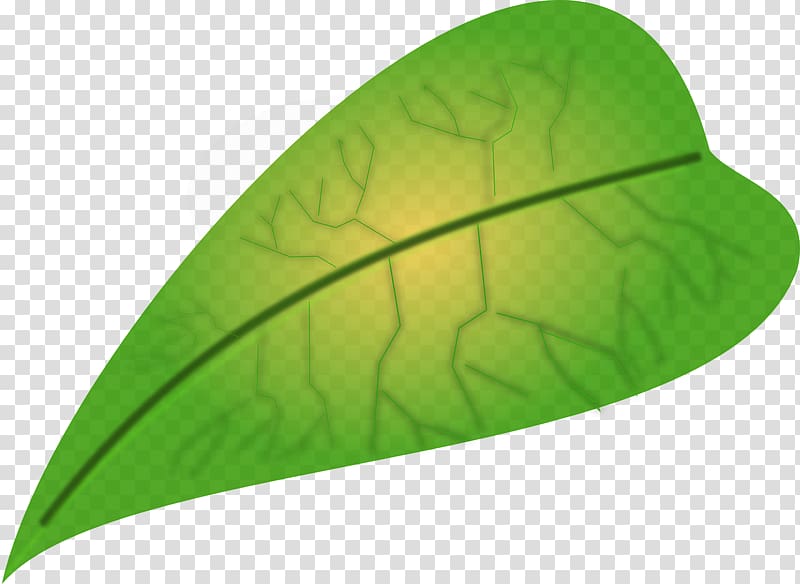 Leaf Apple , green leaves transparent background PNG clipart