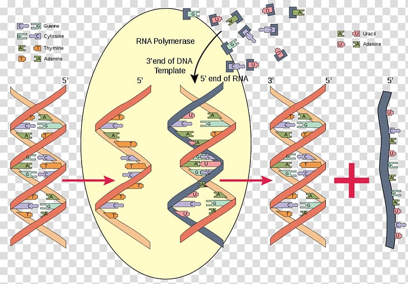 RNA polymerase Nucleic acid DNA, rna transparent background PNG clipart