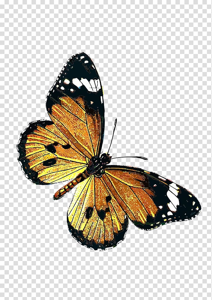 Monarch butterfly Danaus chrysippus Insect, butterfly transparent background PNG clipart
