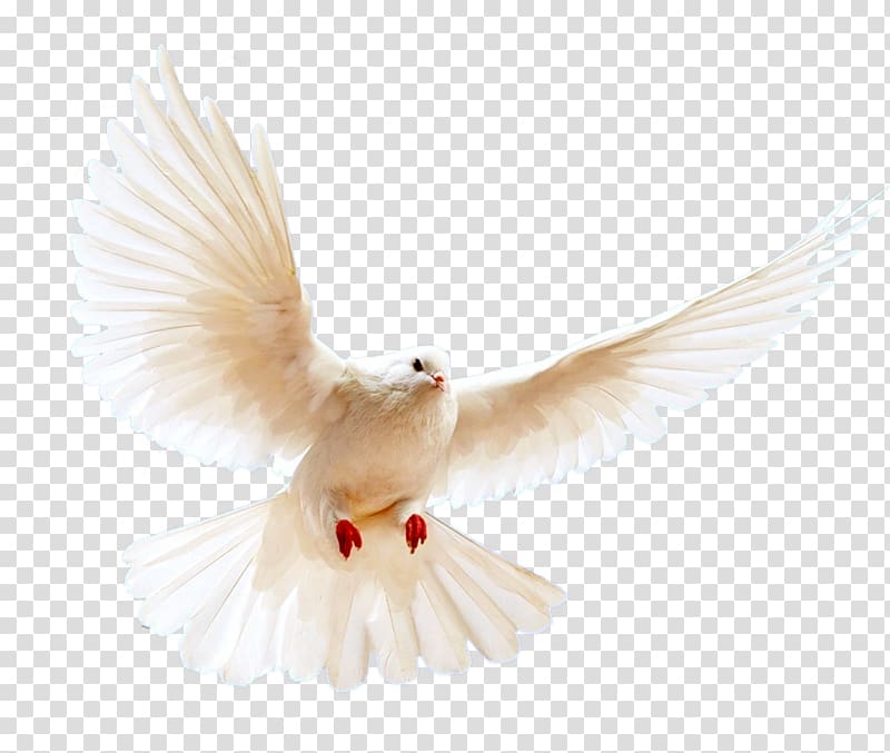 Rapunzel Columbinae, gull transparent background PNG clipart