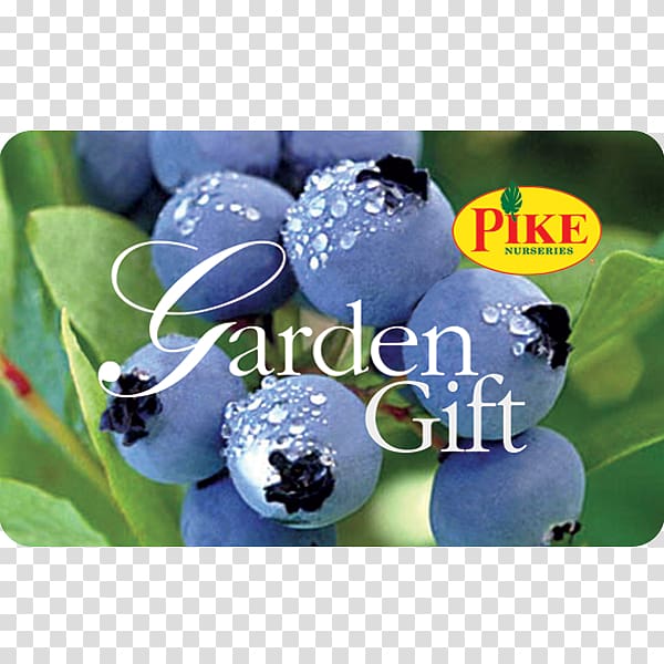 Highbush blueberry Muscadine Bilberry Shrub, holding gift transparent background PNG clipart