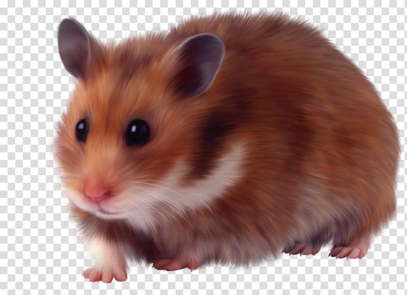Download Hamster Rodent Murids Domestic animal Dormouse, hamster transparent background PNG clipart ...
