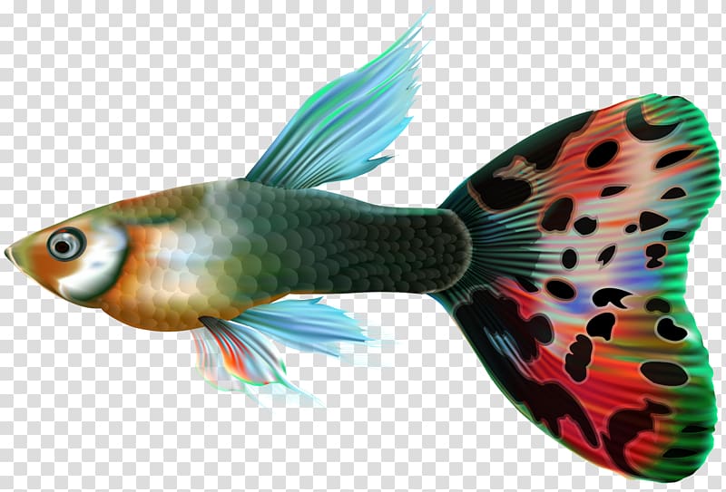 Guppy Fish Desktop , lovely fish transparent background PNG clipart