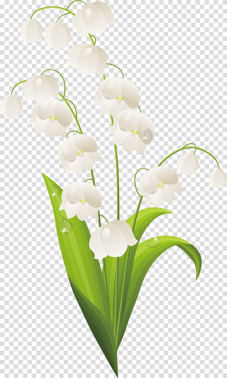 Lilium Lily of the valley Drawing, lily of the valley transparent background PNG clipart