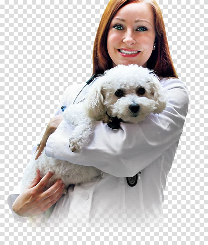 Cavachon Cockapoo Schnoodle Puppy Havanese dog, veterinary doctor transparent background PNG clipart