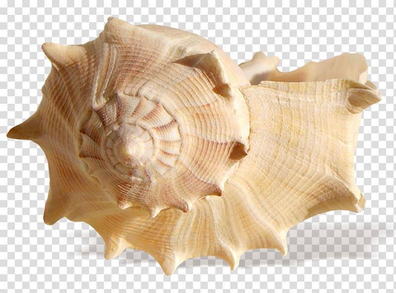 Seashell Shell beach , conch transparent background PNG clipart